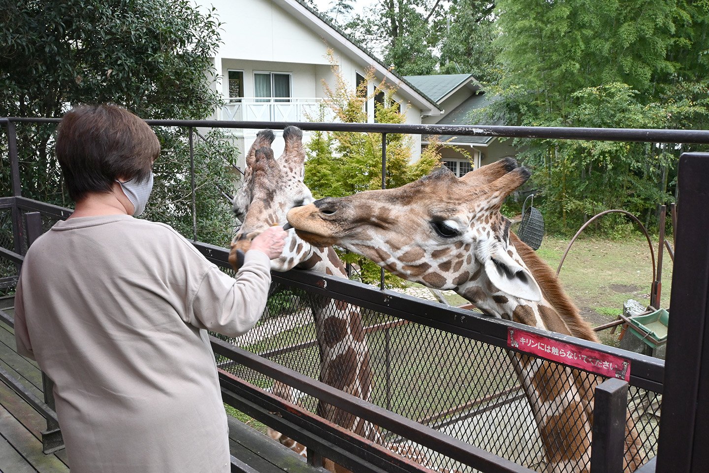 🦒 사유리 월드 (사유리 와루도)